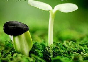 بهانه‌ای برای تعلیق زندگی