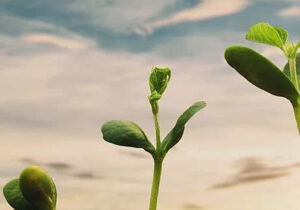 از شعار به نهاد